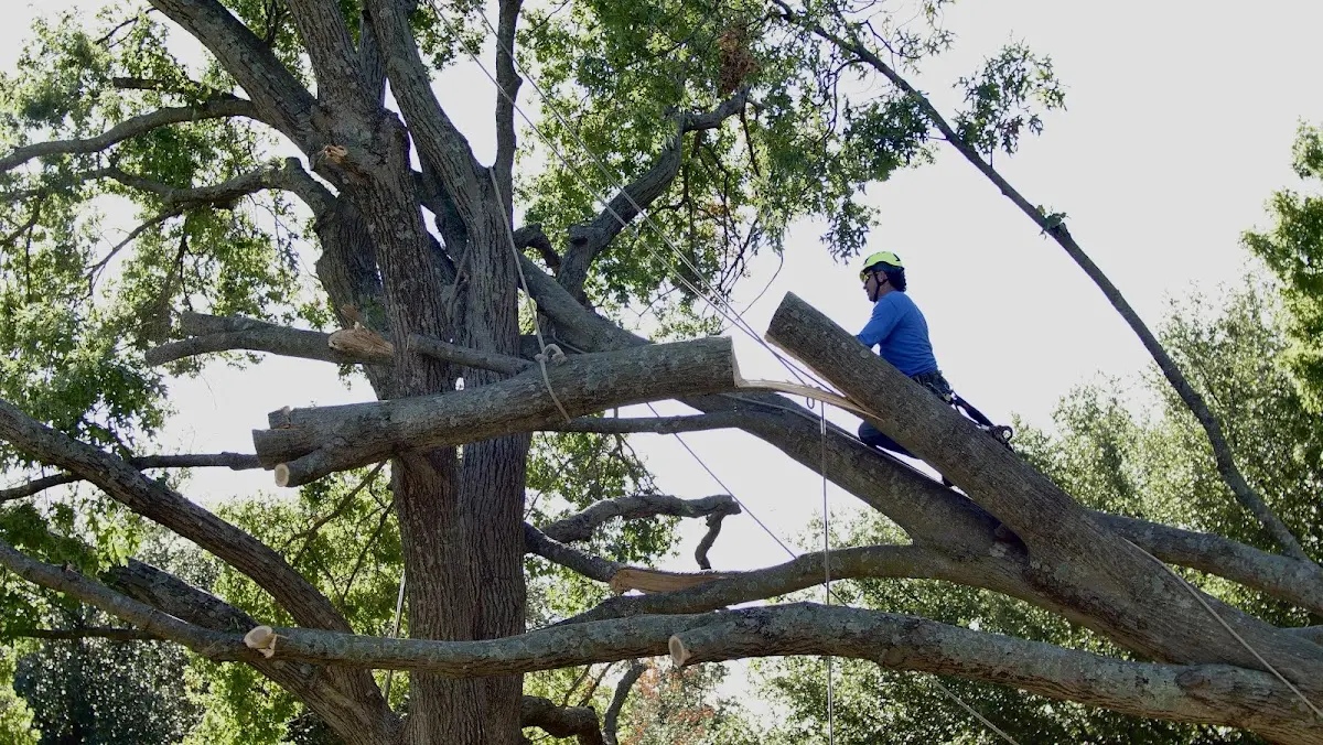 Professional Crown Thinning performed by certified arborists in Alto
