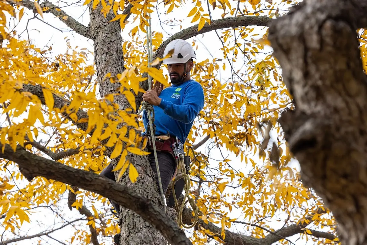 Skilled Dead Tree Removal crew working in Alto